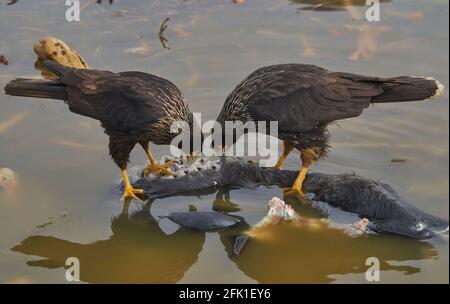 Gestreift Caracara (Phalcoboenus australis) Fütterung auf dem Schlachtkörper eines südlichen Elefanten Robbenjunge (Mirounga leonina) auf Seelöweninsel Stockfoto