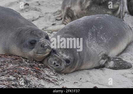 Südliche Elefantenrobben (Mirounga leonina) an der Küste von Sea Lion Island auf den Falklandinseln. Stockfoto