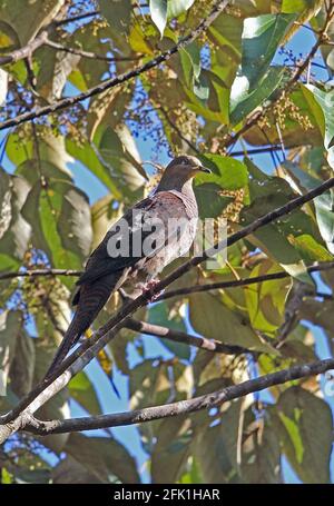 Sperlingskuckuckstaube (Macropygia unchall unchall), erwachsenes Männchen, das im Fruchtbaum Kerinci Seblat NP, Sumatra, Indonesien, sitzt Juli Stockfoto