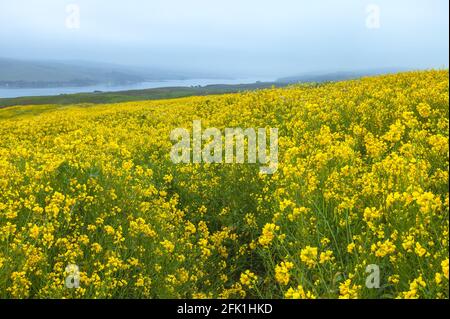 Blühender Senf Brassica rapa mit Blick auf die Tomales Bay im Hintergrund in Point Reyes National Seashore, Kalifornien, USA, an einem nebligen Morgen. Stockfoto