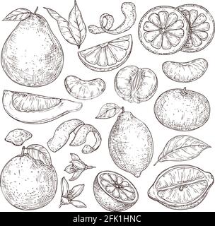 Skizze der Zitrusfrüchte. Handgezogener Mandarinenpomelo, isolierte, tropische, saftige Pflanzen. Vektor-Illustration für Vintage-Zitronenblüten Stock Vektor