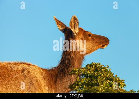 Kopfportrait eines weiblichen Tule Elches (Cervus canadensis nannodes), Point Reyes National Seashore, Kalifornien, USA. Stockfoto