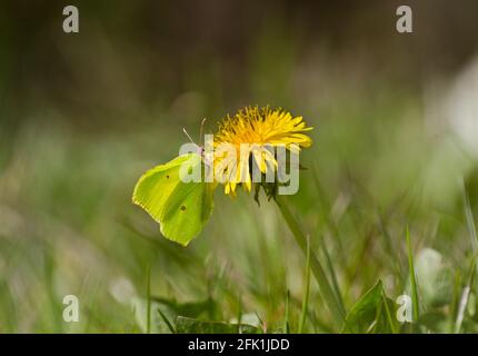 Ein gemeiner Schwefel-Schmetterling auf dem gelben Blütenkopf von Ein Dorn Stockfoto