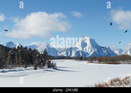 Raben und Mount Moran in Oxbow Bend, Grand Teton National Park, Wyoming Stockfoto