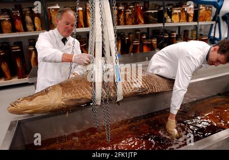 Fischkurator im neuen Charles Darwin Flügel des Natural History Museum, hält eine erhaltene Arapaima, die der größte Süßwasserfisch bekannt ist scientists,24 September 2002 Foto Andy Paradise Stockfoto