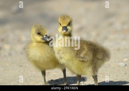 „What you looking at“ paar Gänseküken Walthamstow Wetlands London Stockfoto