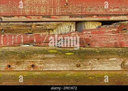 Hintergrund von Grunge alte abgenutzte Holzwand mit Nägeln Stockfoto