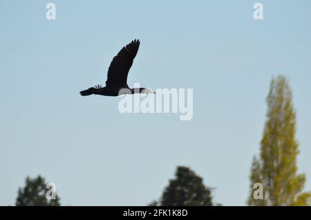 Kormoran im Flug walthamstow Feuchtgebiete Stockfoto