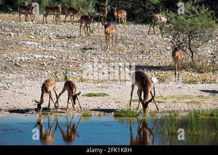 Impala trinken an der Wasserstelle im Onguma Bush Camp, eine Hütte mit eigenem Naturschutzgebiet vor den Toren der Etosha Nationalpark, Namibia. Stockfoto