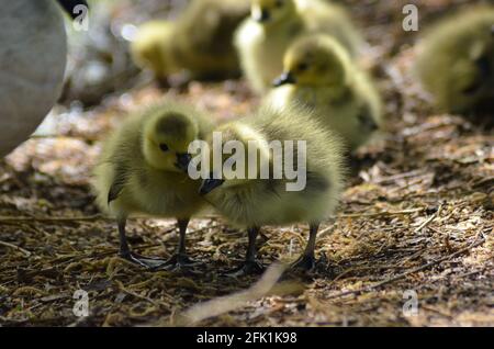 Goslings walthamstow Wetlands london Stockfoto