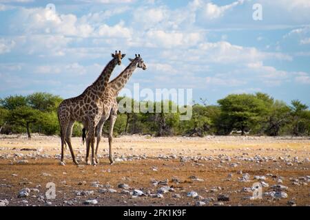 Giraffen grasen auf der Wüstenlandschaft von Etosha Nationalpark, Namibia. Stockfoto