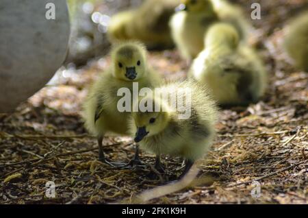 Goslings walthamstow Wetlands london Stockfoto