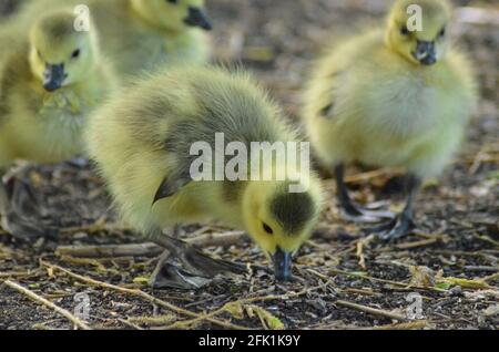 Goslings walthamstow Wetlands london Stockfoto