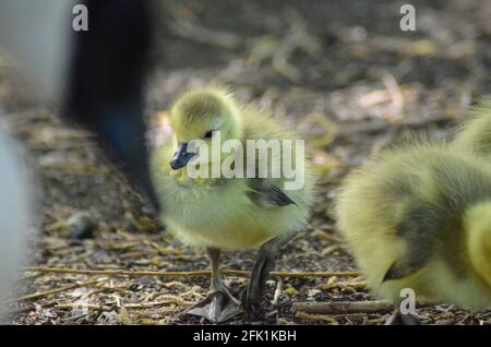 Goslings walthamstow Wetlands london Stockfoto