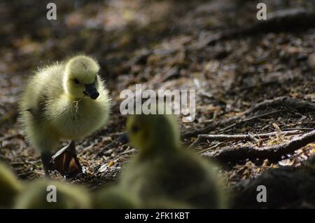 Goslings walthamstow Wetlands london Stockfoto