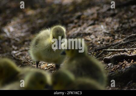 Goslings walthamstow Wetlands london Stockfoto