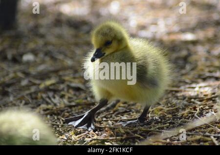 Goslings walthamstow Wetlands london Stockfoto