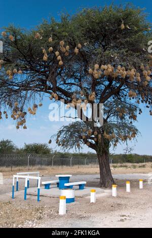 Webervogelnester hängen an Baumzweigen über einem Picknickbereich am Straßenrand außerhalb des Etosha National Park, Namibia. Stockfoto