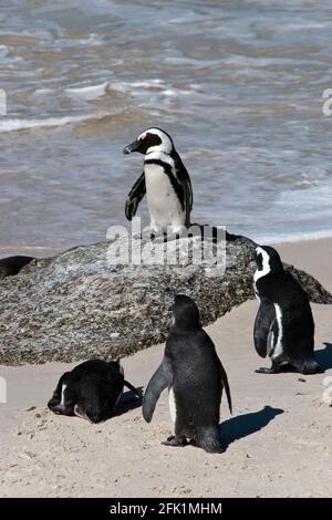 Afrikanische Pinguine am Boulders Beach (Teil des Table Mountain National Park) in der Nähe von Simon's Town, Südafrika. Stockfoto