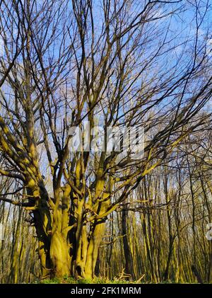 Großer breiter Baum im Frühlingswald Stockfoto