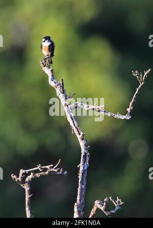 Schwarzer Falconet-Erwachsener (Microhierax fringillarius), der auf dem toten Baum Kerinci Seblat NP, Sumatra, Indonesien, thront Juni Stockfoto