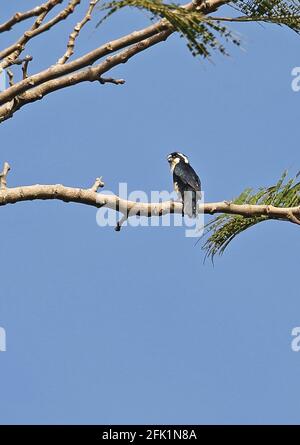 Schwarzer Falconet-Erwachsener (Microhierax fringillarius), der auf dem Zweigweg Kambas NP, Sumatra, Indonesien, thront Juni Stockfoto