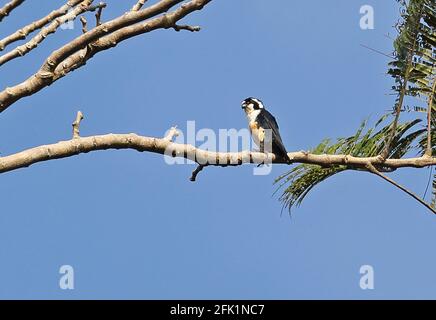 Schwarzer Falconet-Erwachsener (Microhierax fringillarius), der auf dem Zweigweg Kambas NP, Sumatra, Indonesien, thront Juni Stockfoto