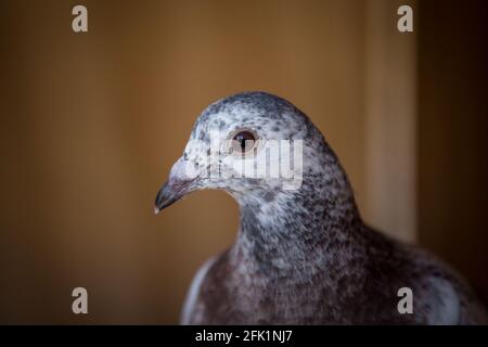 Grau weiß gepunktete Renntaube Stockfoto