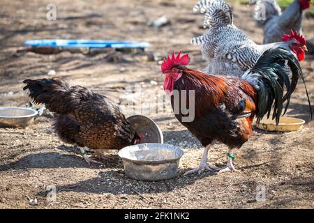 Dorking Hahn und Henne, eine alte englische Hühnerrasse Stockfoto