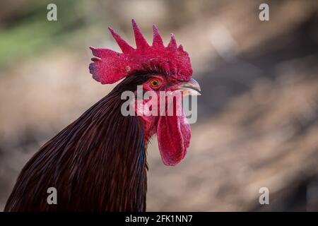 Dorking Hahn, eine alte englische Hühnerrasse Stockfoto