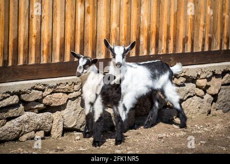 Ziegenziegen der Rasse Pfauenziege, eine vom Aussterben bedrohte Ziegenrasse aus Österreich Stockfoto