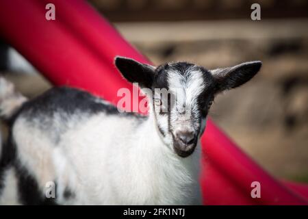 Ziegenbock der Rasse Pfauenziege, eine vom Aussterben bedrohte Ziegenrasse aus Österreich Stockfoto