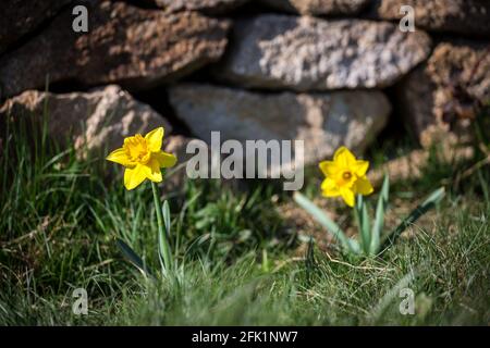 Narzissen (Narcissus pseudonarcissus), gelbe Frühlingsblumen Stockfoto