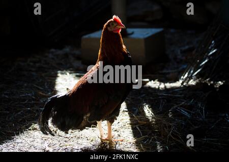 Junger Hahn des Welsummer Chicken, einer Hühnerrasse aus Welsum, Niederlande Stockfoto