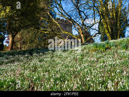 Schneeglöckchen auf dem Kirchhof in St. Peter's in Stanton Lacy, in der Nähe von Ludlow, Shropshire. Stockfoto