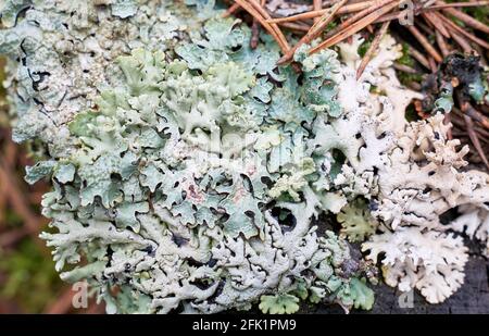 Nahaufnahme von Flechten Hypogymnia physiodes, symbiotische Assoziation von Algen oder Cyanobakterien und Pilzen Stockfoto