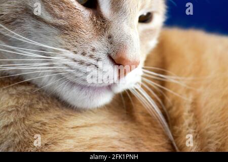 Die Nase der Ingwerkatze aus nächster Nähe Stockfoto