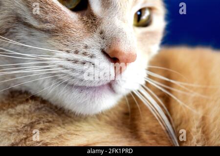 Die Nase der Ingwerkatze aus nächster Nähe Stockfoto