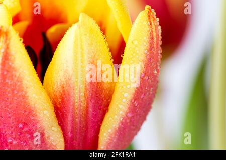 Rote und gelbe Tulpe, Tulipa-Blume in der Nähe mit Tau/Wassertropfen Stockfoto