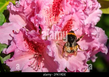 Münster, Deutschland. April 2021. Eine Hummel (Bombus terrestristor) ernährt sich von Pollen und Nektar aus hübschen rosafarbenen Rhododendronblüten in den Münster Bontanical Gardens. Es war ein Tag mit schönem, warmem Sonnenschein und blauem Himmel in den meisten Nordrhein-Westfalens. Kredit: Imageplotter/Alamy Live Nachrichten Stockfoto