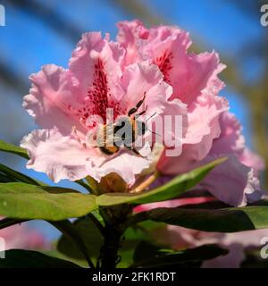 Münster, Deutschland. April 2021. Eine Hummel (Bombus terrestristor) ernährt sich von Pollen und Nektar aus hübschen rosafarbenen Rhododendronblüten in den Münster Bontanical Gardens. Es war ein Tag mit schönem, warmem Sonnenschein und blauem Himmel in den meisten Nordrhein-Westfalens. Kredit: Imageplotter/Alamy Live Nachrichten Stockfoto