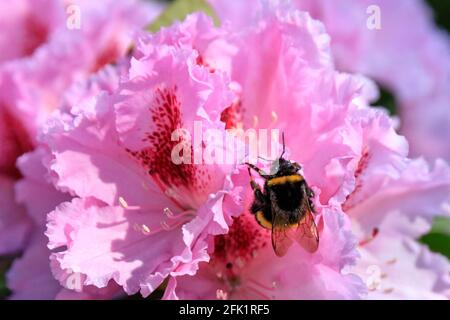 Münster, Deutschland. April 2021. Eine Hummel (Bombus terrestristor) ernährt sich von Pollen und Nektar aus hübschen rosafarbenen Rhododendronblüten in den Münster Bontanical Gardens. Es war ein Tag mit schönem, warmem Sonnenschein und blauem Himmel in den meisten Nordrhein-Westfalens. Kredit: Imageplotter/Alamy Live Nachrichten Stockfoto