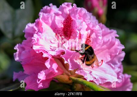 Münster, Deutschland. April 2021. Eine Hummel (Bombus terrestristor) ernährt sich von Pollen und Nektar aus hübschen rosafarbenen Rhododendronblüten in den Münster Bontanical Gardens. Es war ein Tag mit schönem, warmem Sonnenschein und blauem Himmel in den meisten Nordrhein-Westfalens. Kredit: Imageplotter/Alamy Live Nachrichten Stockfoto