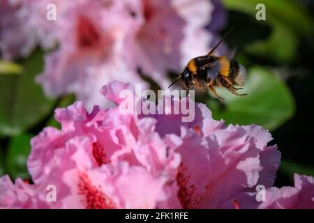 Münster, Deutschland. April 2021. Eine Hummel (Bombus terrestristor) ernährt sich von Pollen und Nektar aus hübschen rosafarbenen Rhododendronblüten in den Münster Bontanical Gardens. Es war ein Tag mit schönem, warmem Sonnenschein und blauem Himmel in den meisten Nordrhein-Westfalens. Kredit: Imageplotter/Alamy Live Nachrichten Stockfoto