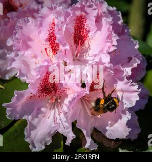 Münster, Deutschland. April 2021. Eine Hummel (Bombus terrestristor) ernährt sich von Pollen und Nektar aus hübschen rosafarbenen Rhododendronblüten in den Münster Bontanical Gardens. Es war ein Tag mit schönem, warmem Sonnenschein und blauem Himmel in den meisten Nordrhein-Westfalens. Kredit: Imageplotter/Alamy Live Nachrichten Stockfoto