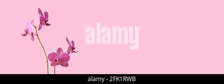 Banner mit Orchideenblume vor rosa pastellfarbenem Hintergrund. Florale Komposition mit Copyspace. Stockfoto