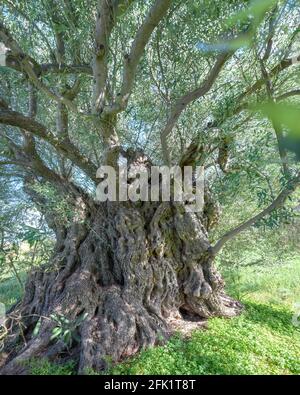 Jahrhunderte alter Olivenbaum in Lefkara, Zypern. Baumstamm aus der Nähe Stockfoto