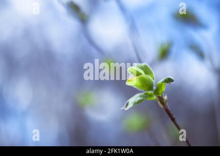 Ein Nahaufnahme-Zweig mit grünen, zarten Blättern von Knospen auf einem verschwommenen Hintergrund aus Ästen und Himmel. Hintergrund. Stockfoto