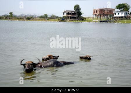 Dhaka, Bangladesch. April 2021. DHAKA, BANGLADESCH - 27. April: Büffel tauchen in einem Teich ein, um der prallen Nachmittagshitze am 27. April 2021 in Dhaka, Bangladesch, zu entkommen. Quelle: SIPA USA/Alamy Live News Stockfoto