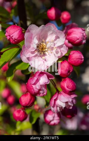 Nahaufnahme einer blühenden Kirschbaumblüte - prunus - Frühling Südengland. Stockfoto